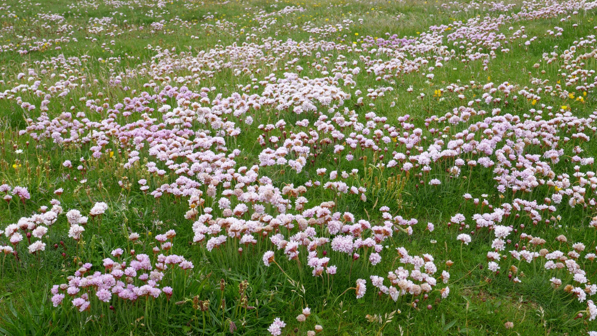 Wild flowers, Isle of Lewis