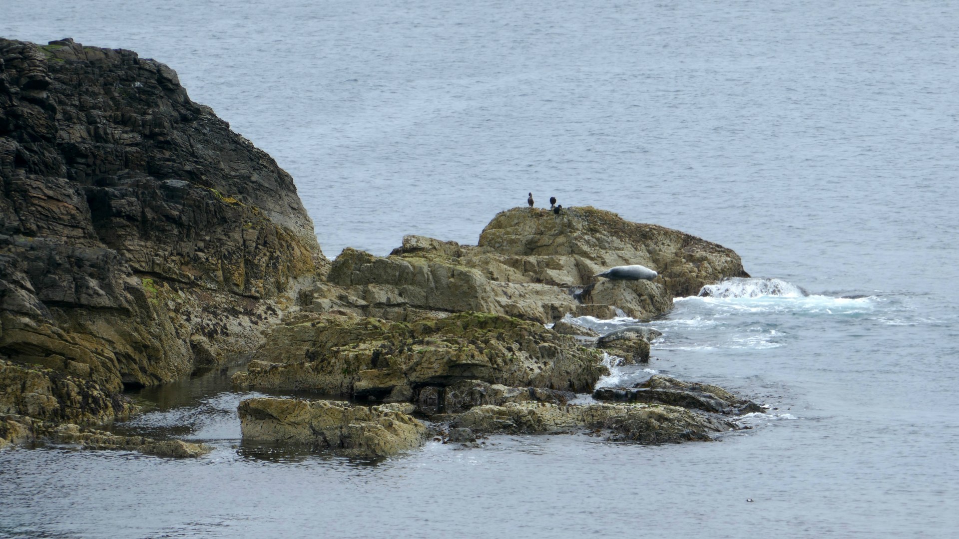 Seal, Port Stoth, Isle of Lewis