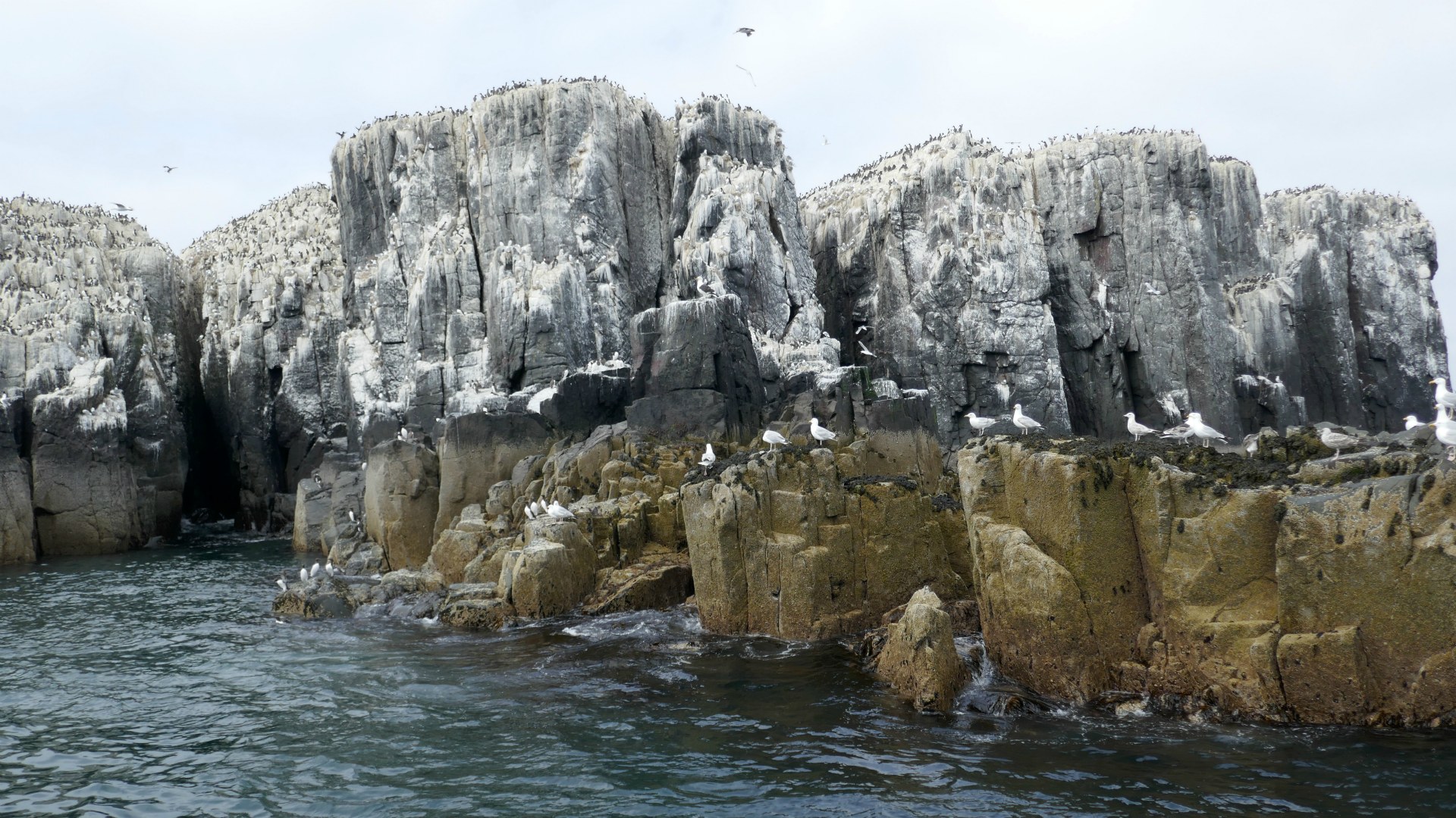Seabirds, Farne Islands