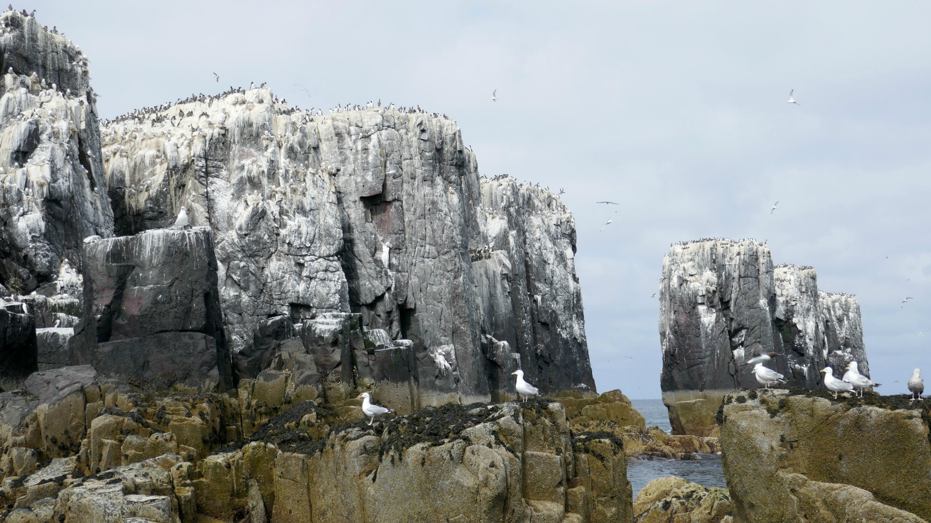 Seabirds, Farne Islands