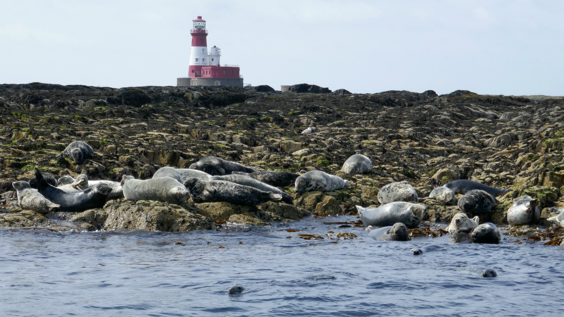Grey Seals, Farne Islands