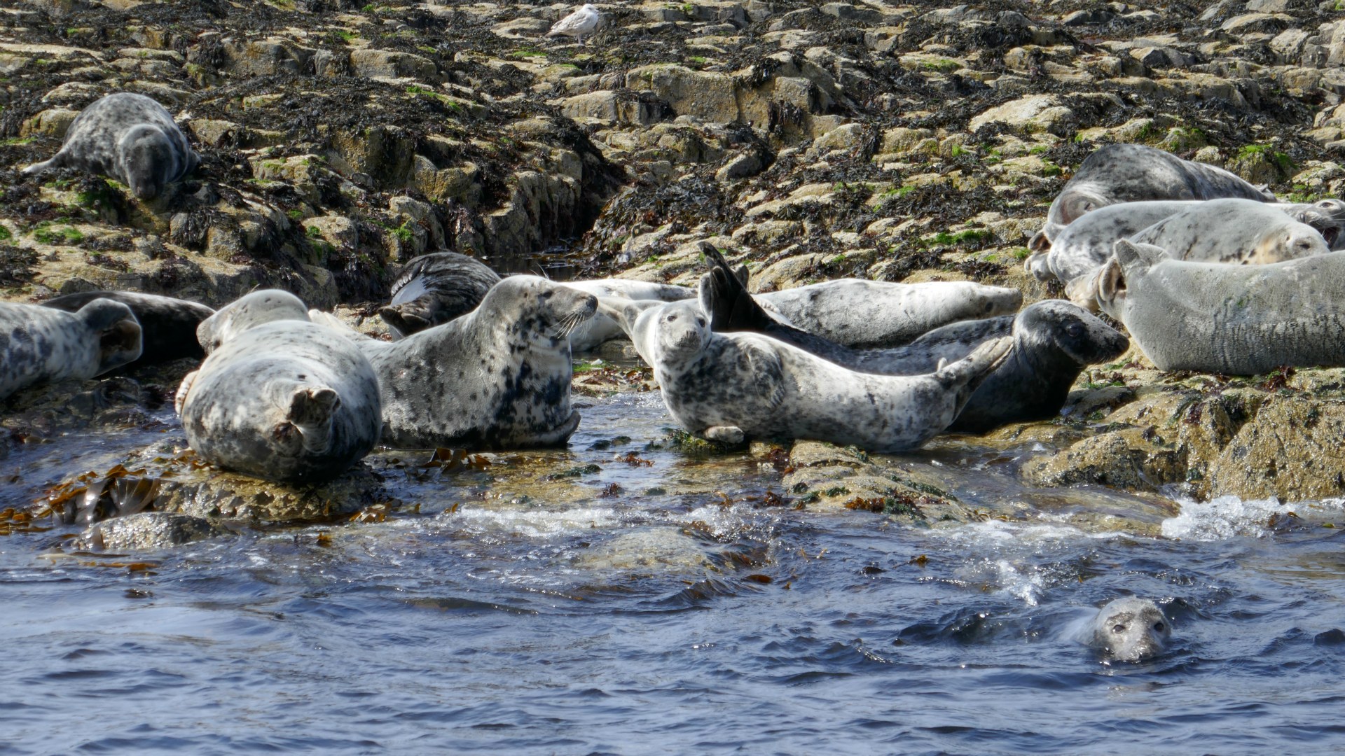 Grey Seals, Farne Islands