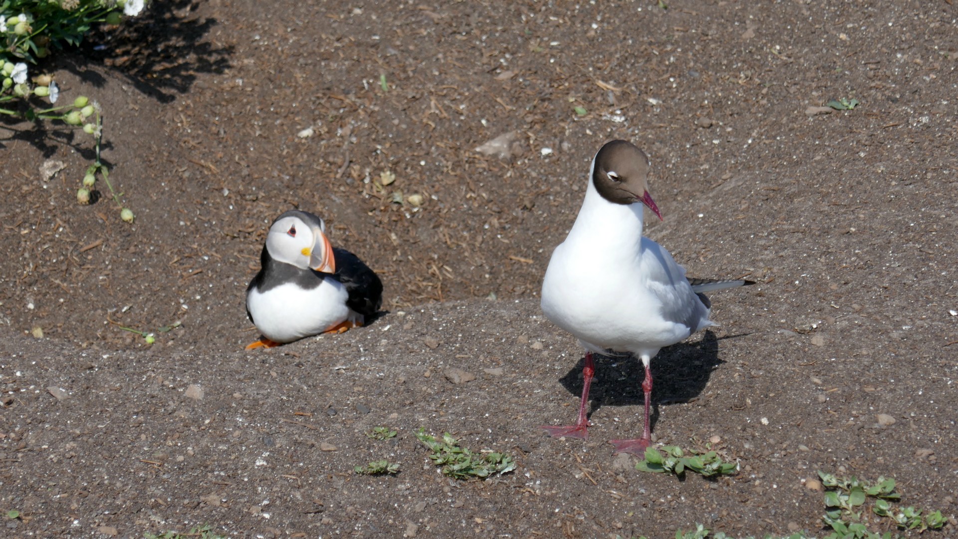 Puffin and Black-headed Gull, Farne Islands