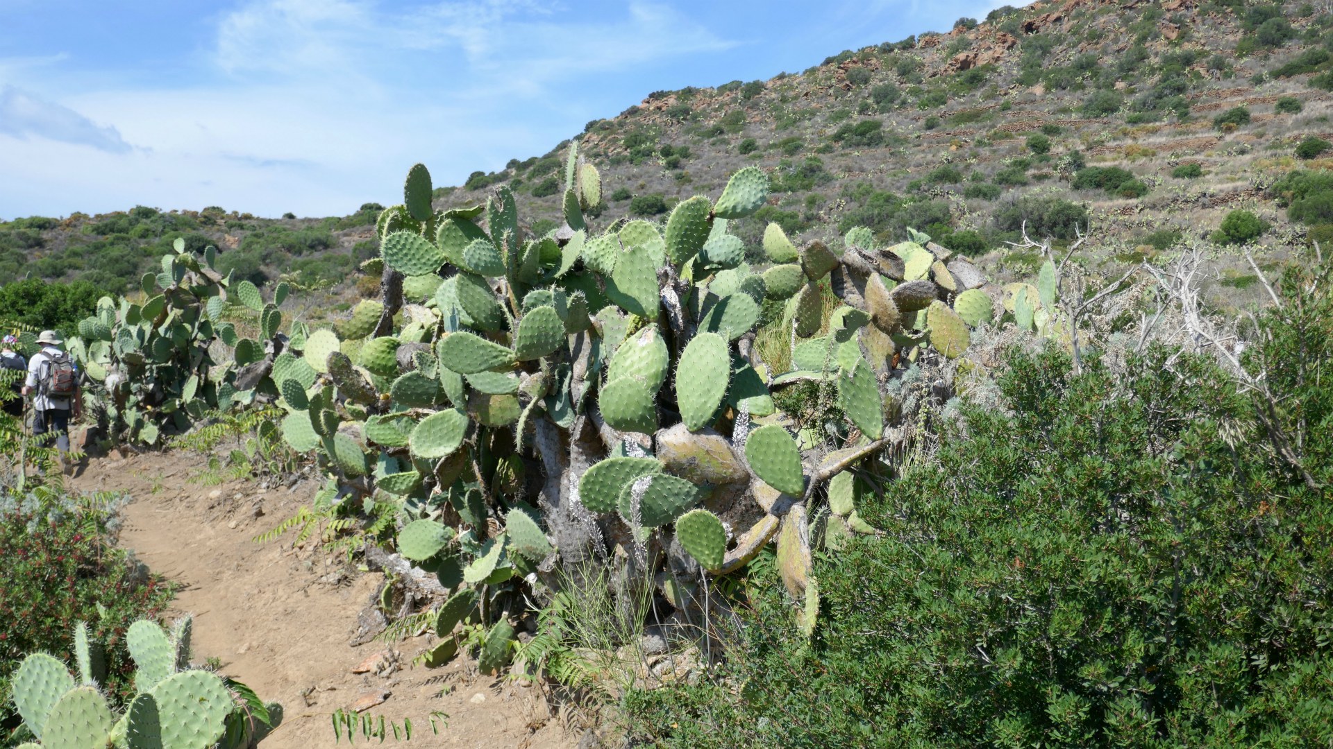 Cacti, Panarea, Aeolian Islands