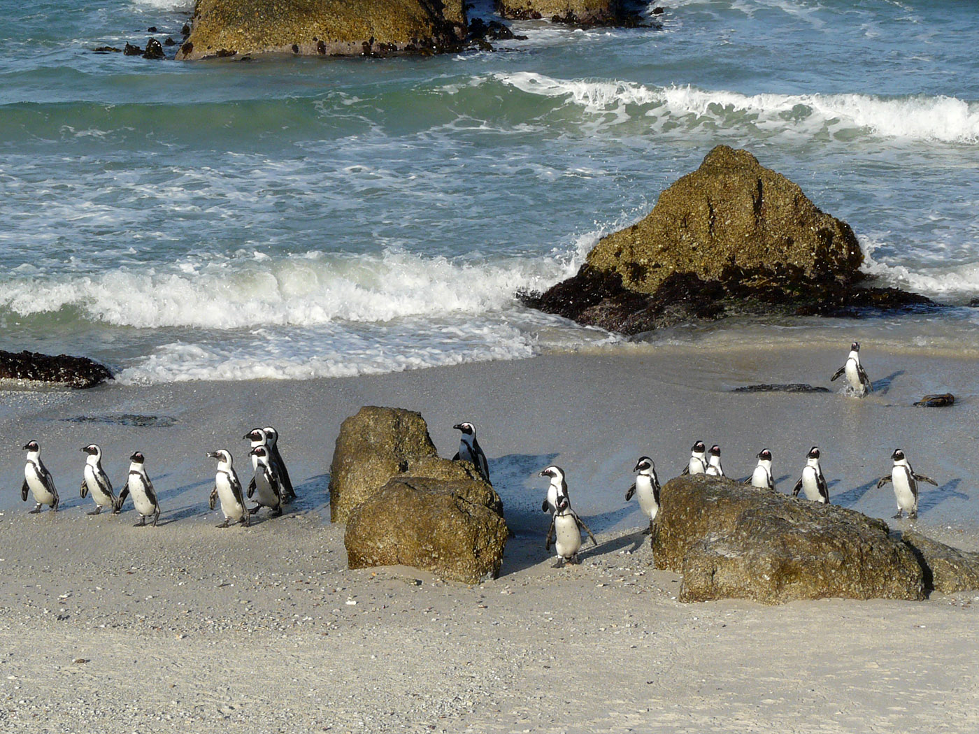 African Penguins, Boulders Beach, Simons Town