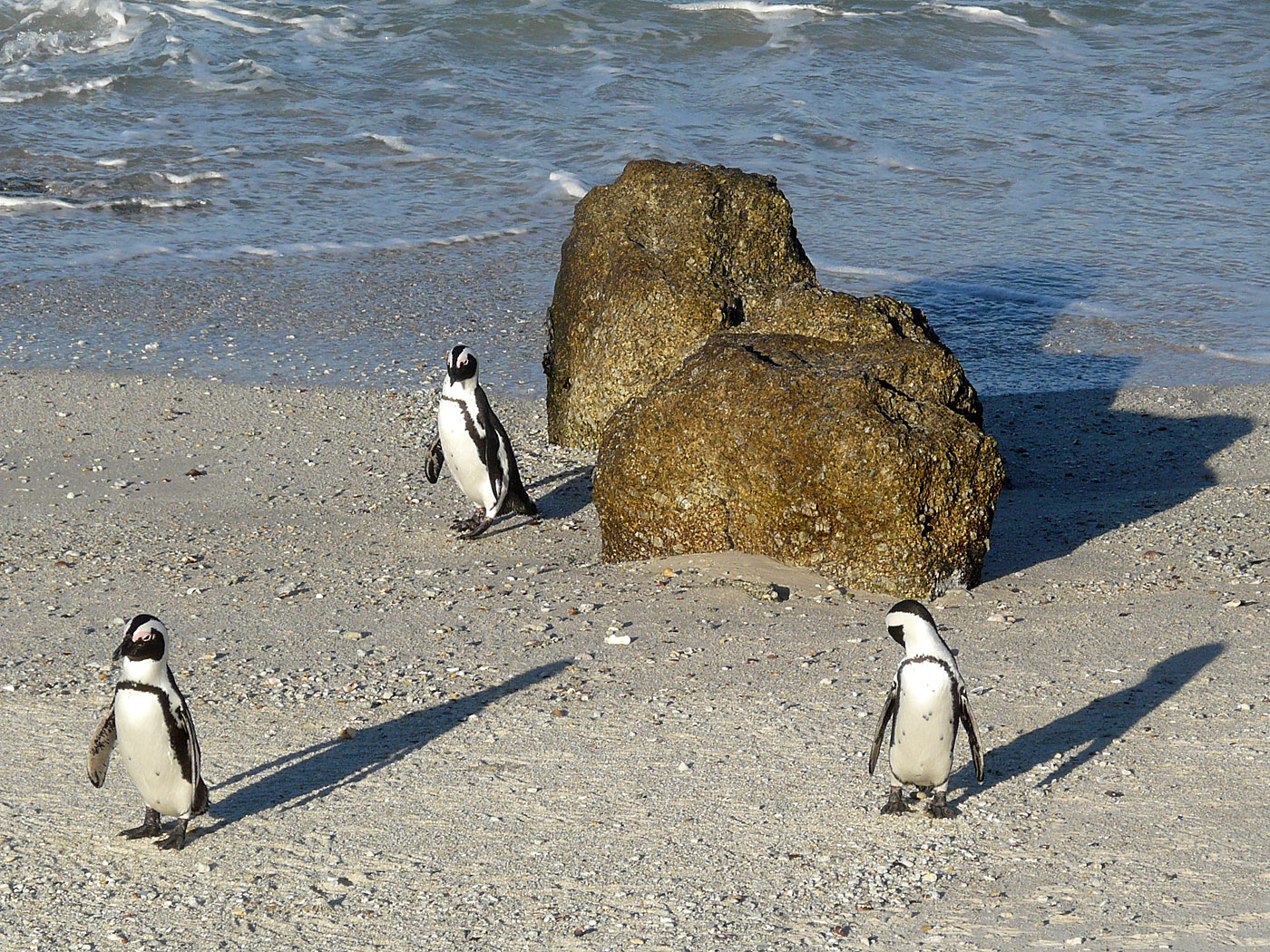 African Penguins, Boulders Beach, Simons Town