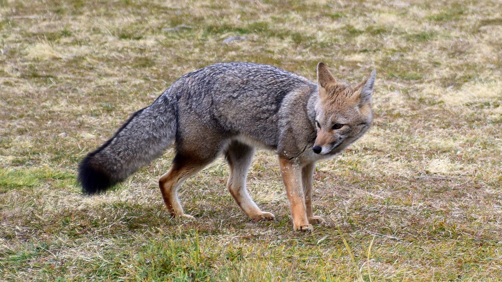 Patagonian Grey Fox, Torres del Paine National Park