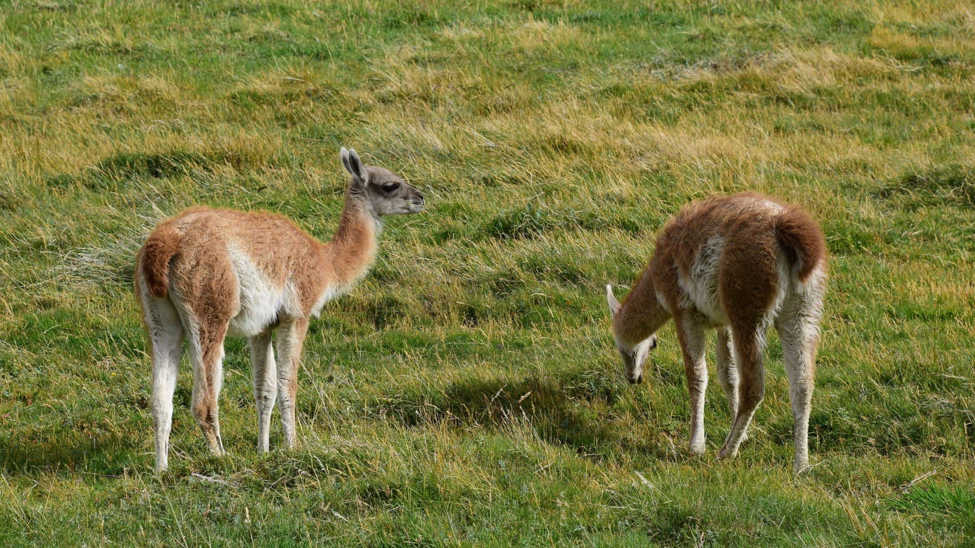 Young Guanacos, Torres del Paine National Park
