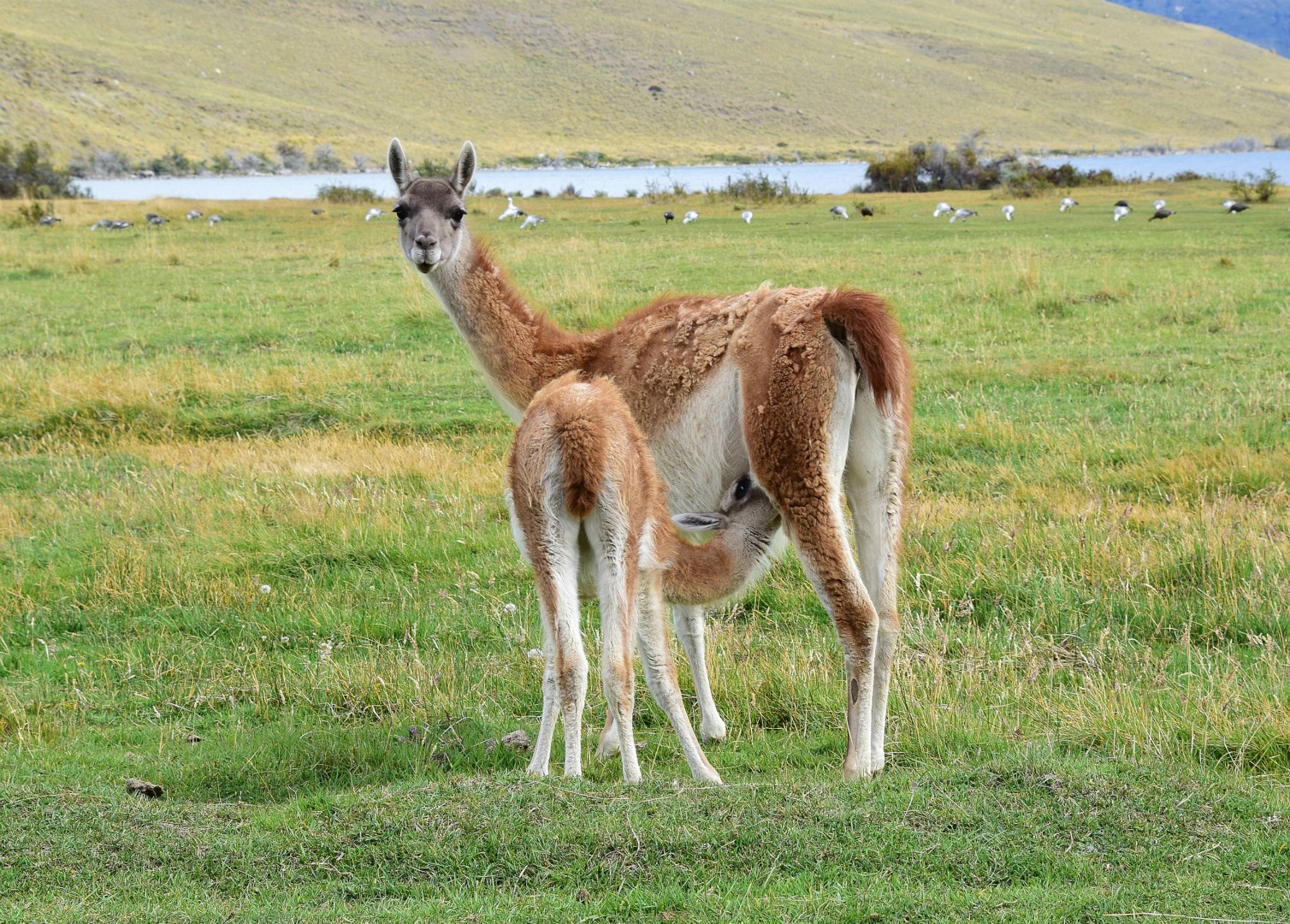 Guanaco with young, Torres del Paine National Park