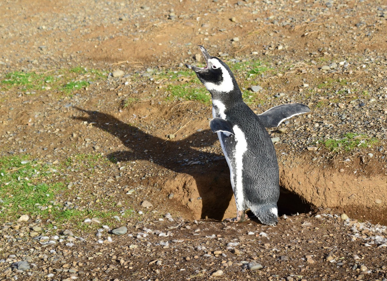 Magellanic Penguin, Magdalena Island