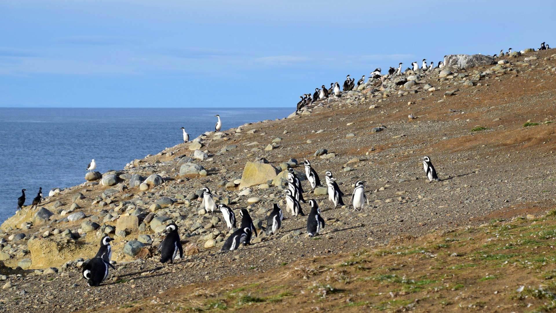 Magellanic Penguins, Magdalena Island