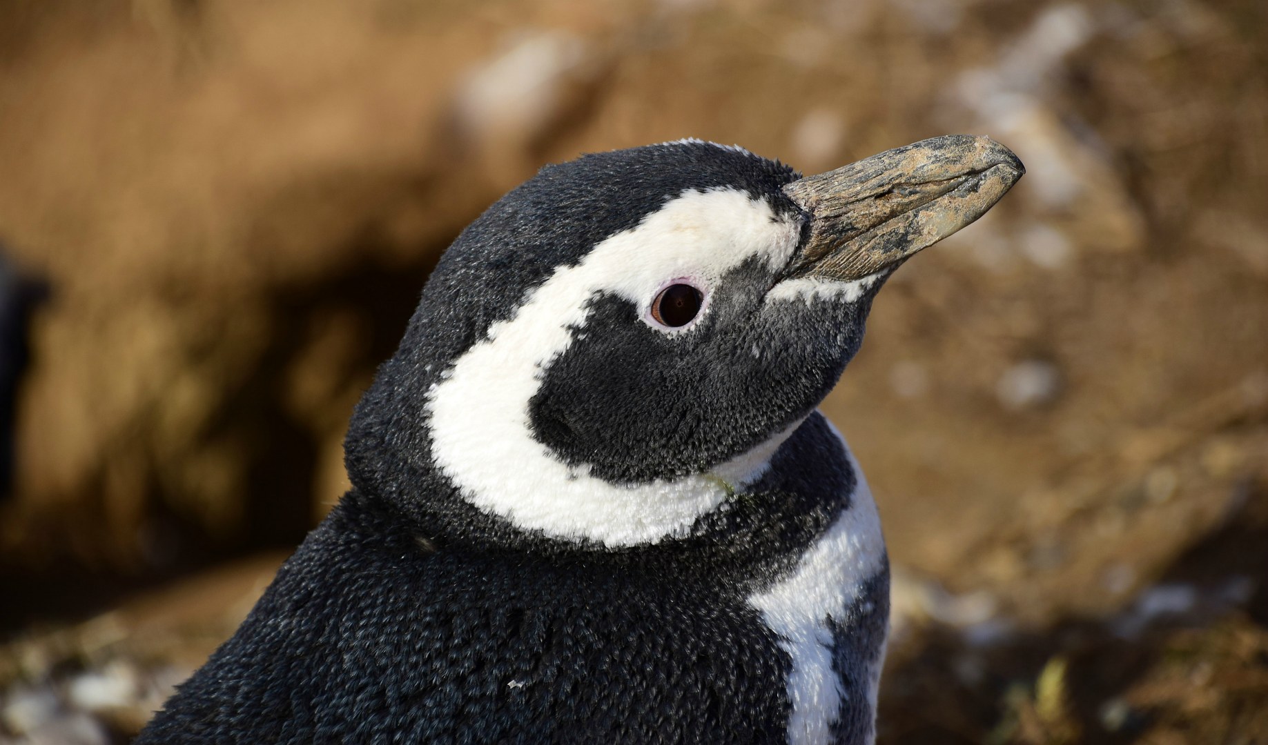 Magellanic Penguin, Magdalena Island