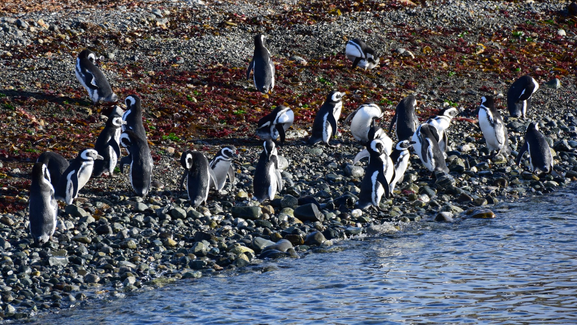 Magellanic Penguins, Magdalena Island