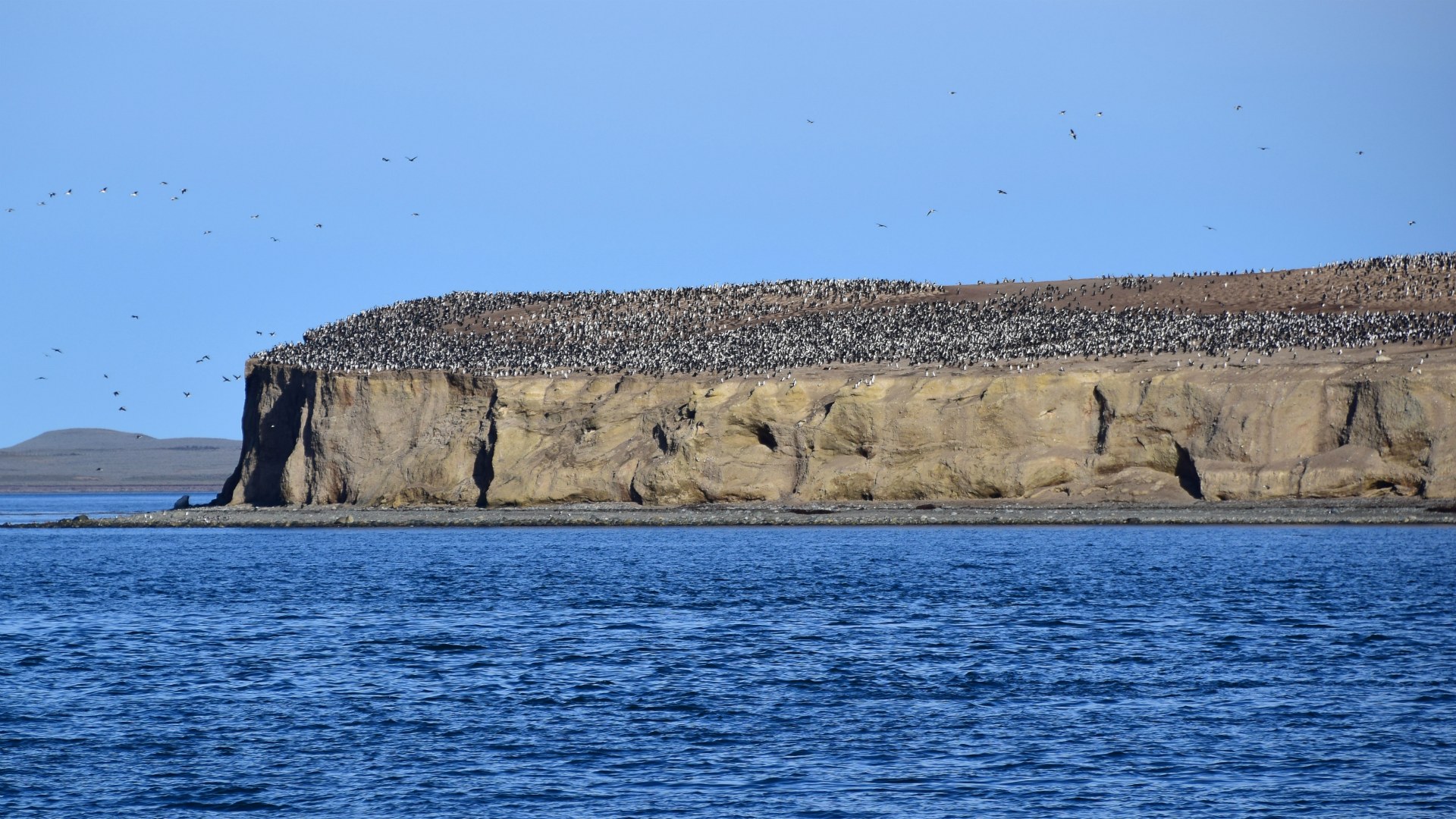 Cormorant colony, Marta Island, Strait of Magellan
