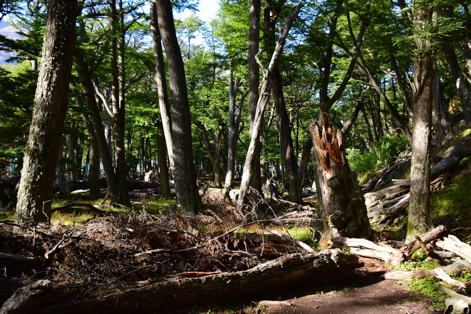 Magellanic Forest, Los Glaciares National Park