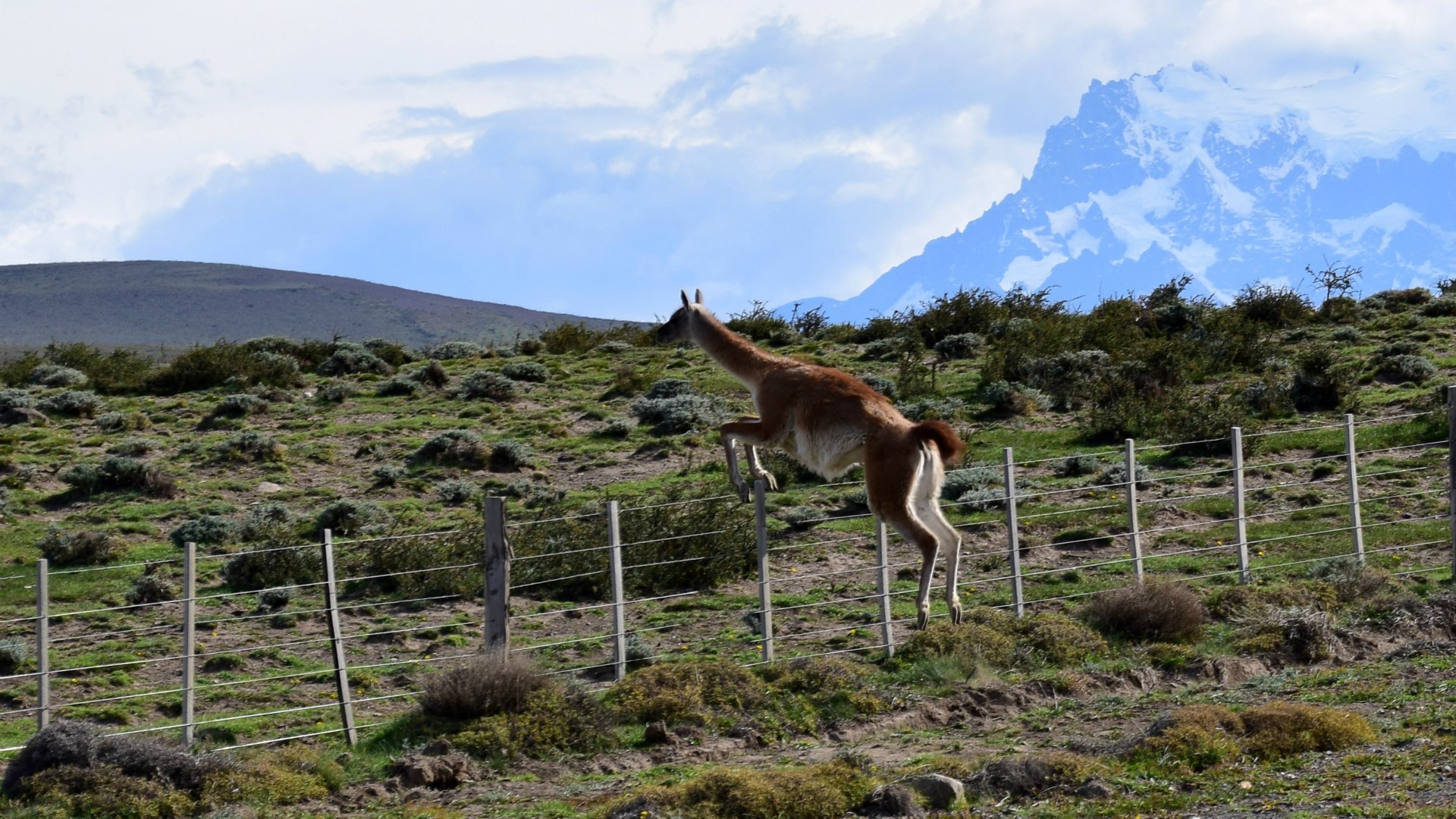 Guanaco near Torres Del Paine National Park