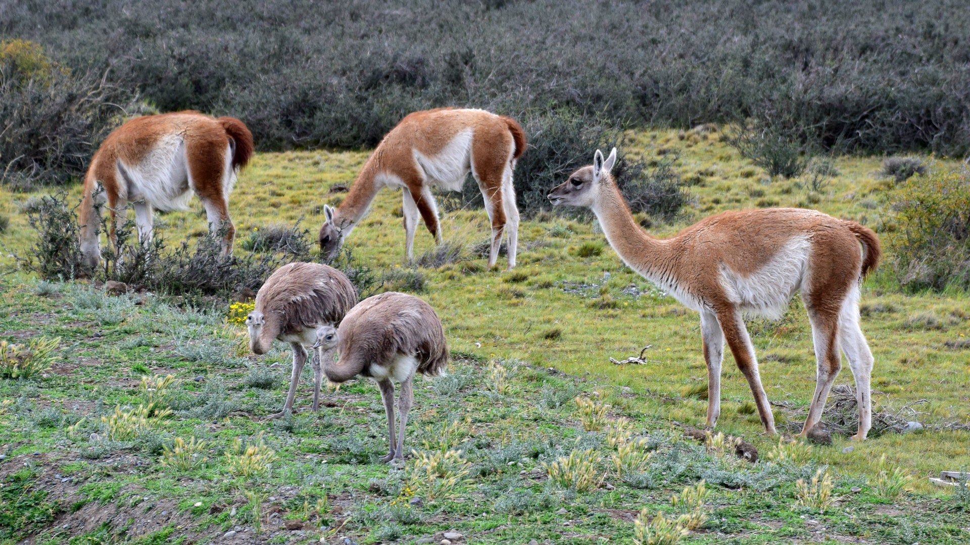 Guanacos and Darwin's Rheas near Torres Del Paine National Park
