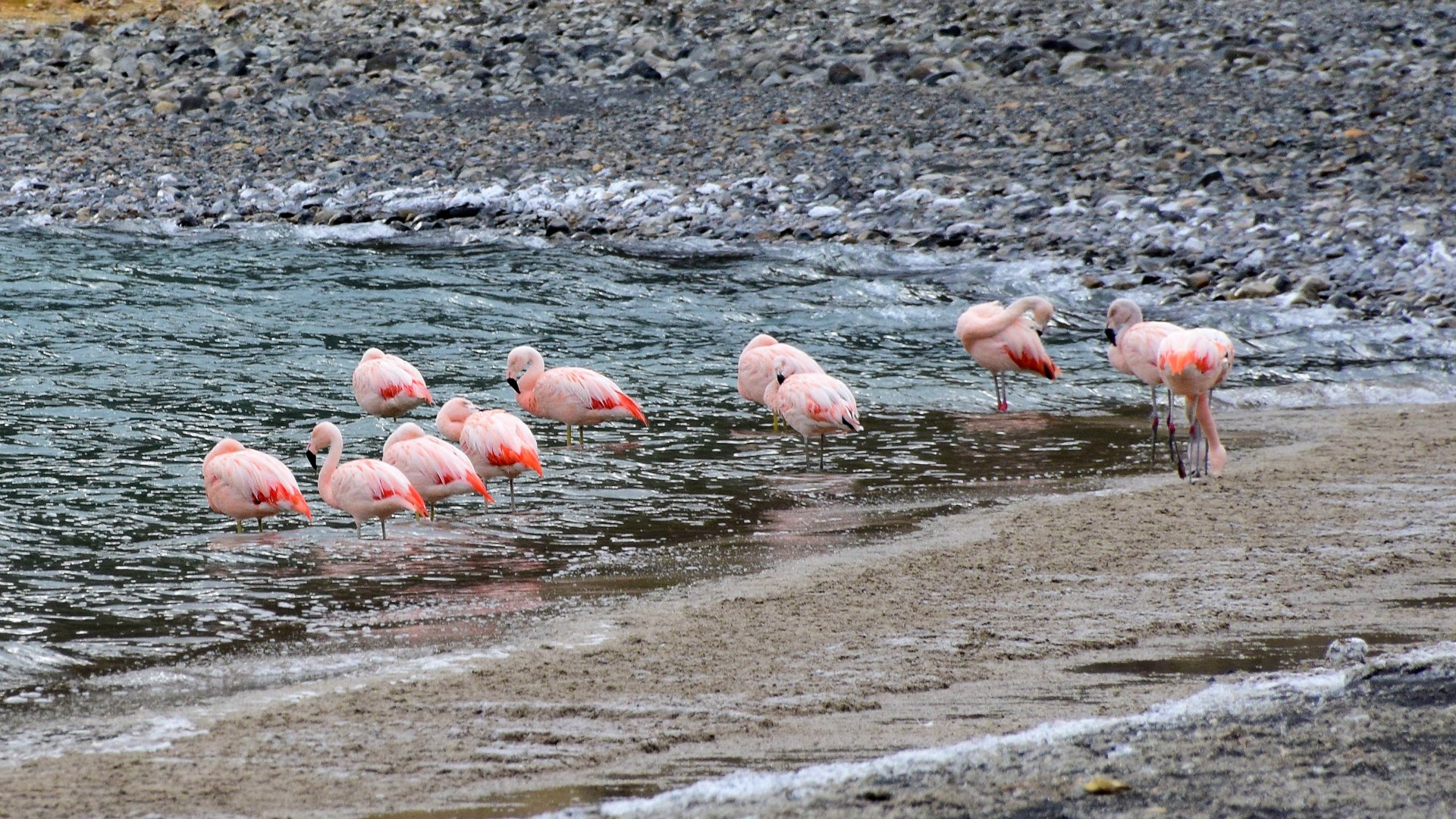 Chilean Flamingos, Lago Sarmiento