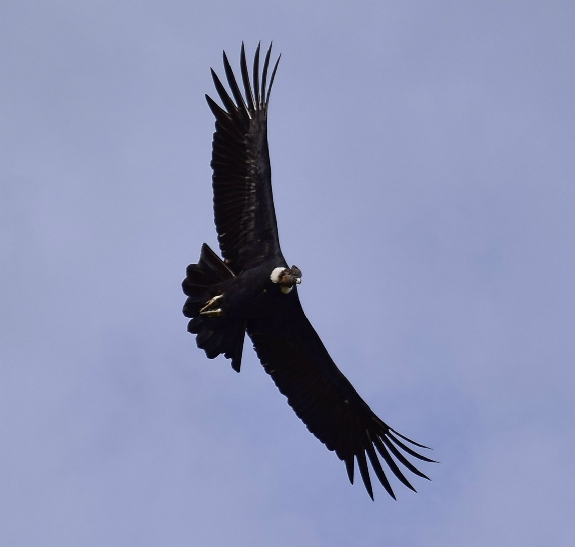 Andean Condor, Torres del Paine National Park