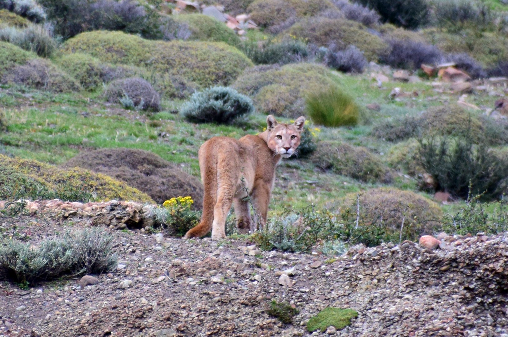 Puma, Torres del Paine National Park