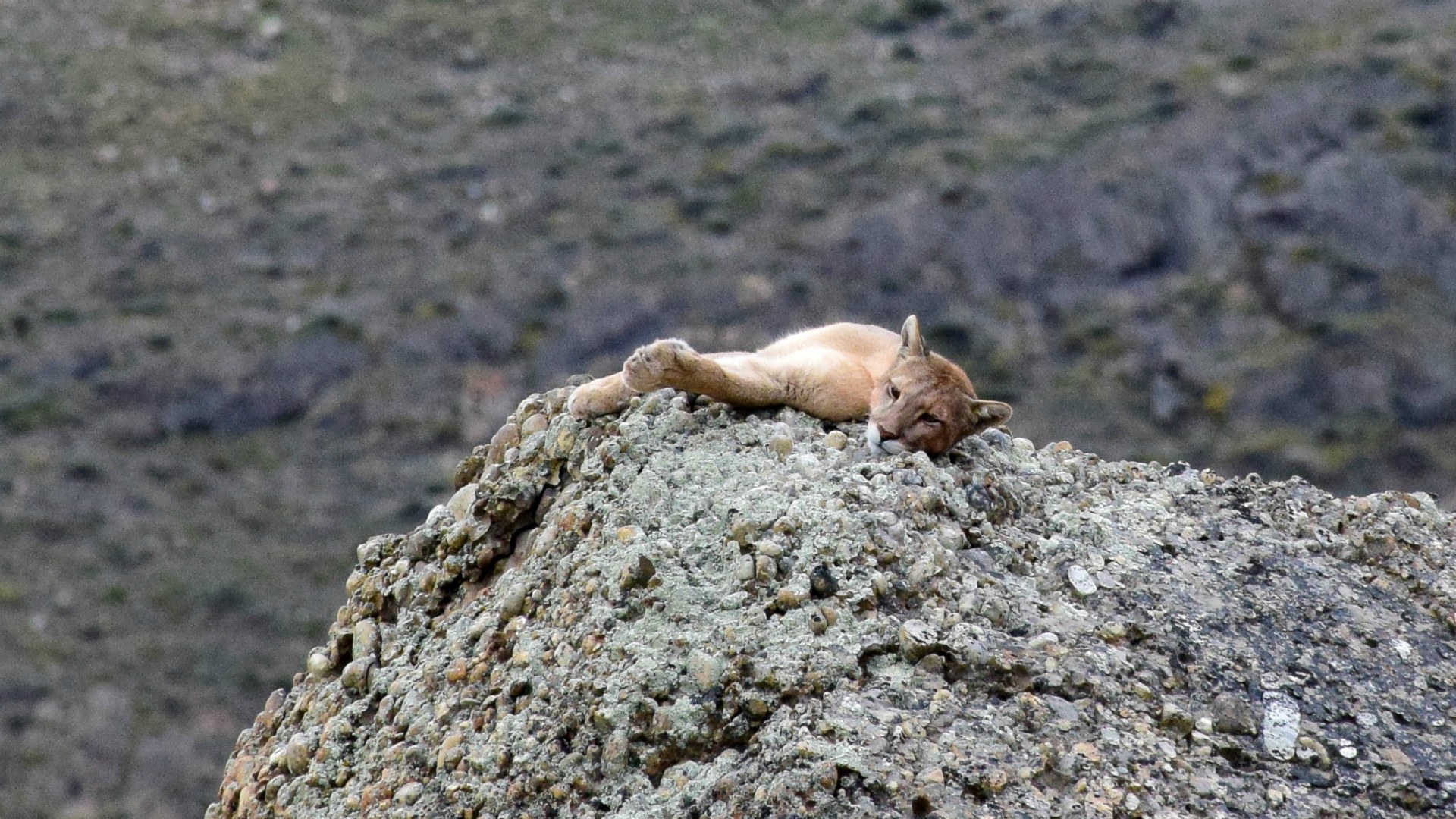 Puma, Torres del Paine National Park