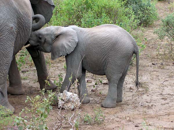 Baby Elephant Lake Manyara