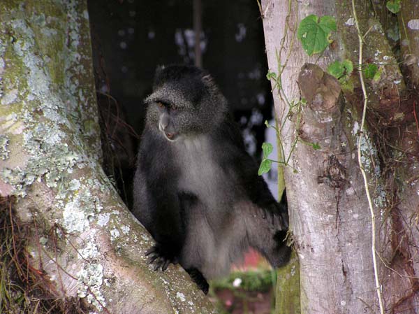 Blue Monkey Ngorongoro