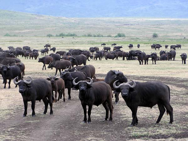 Buffalo 1 Ngorongoro