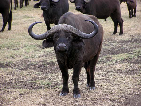 Buffalo 2 Ngorongoro