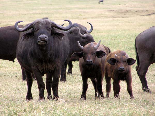 Buffalo 3 Ngorongoro