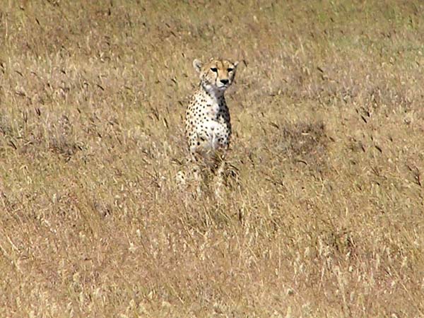 Cheetah 1 Ngorongoro