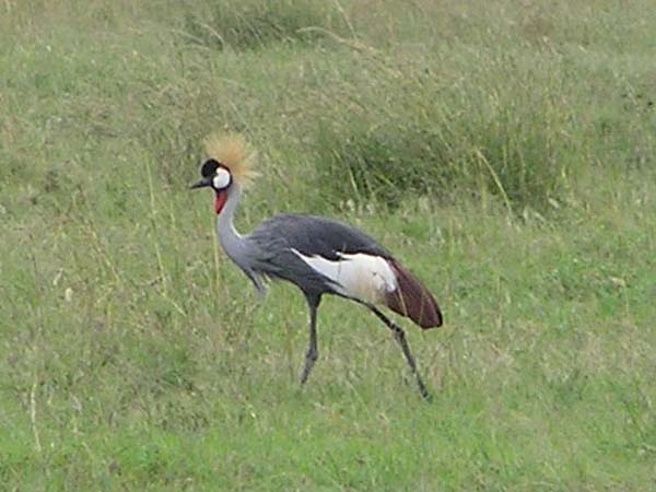 Crowned Crane Serengeti