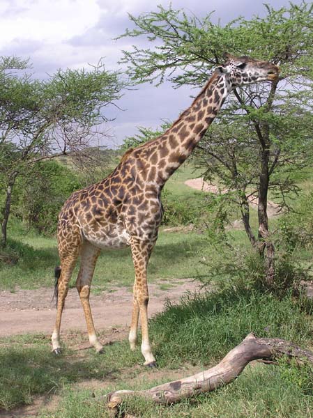 Giraffe 1 Serengeti