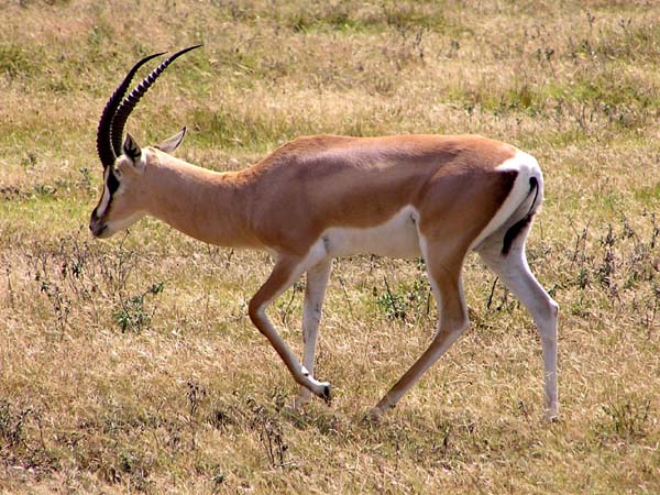 Grants Gazelle Serengeti