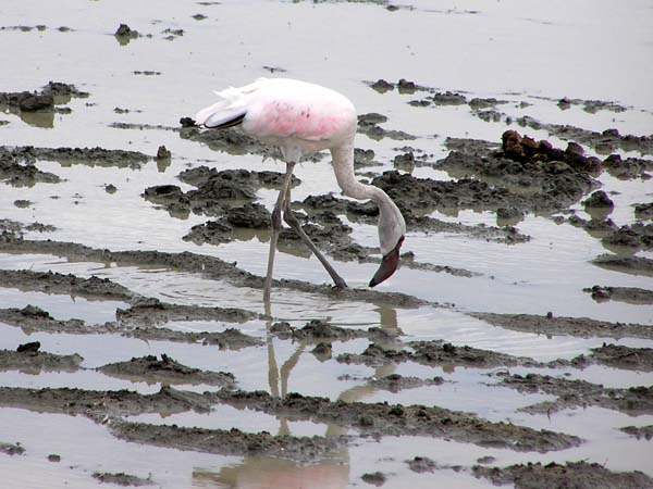 Greater Flamingo Ngorongoro