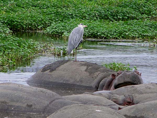 Grey Heron on Hippo Ngorongoro