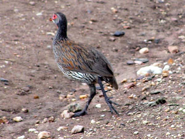 Hildebrandts Francolin Serengeti