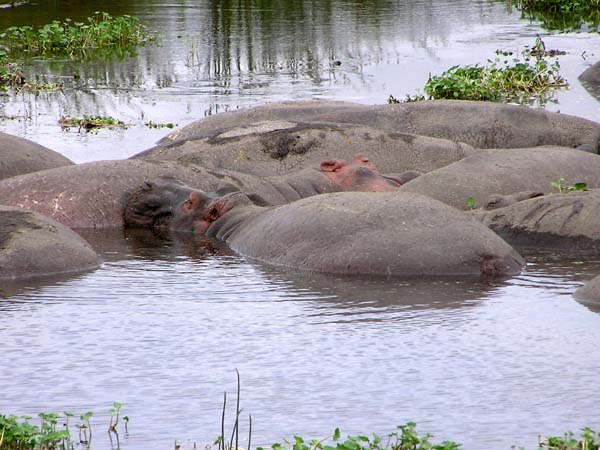 Hippos Ngorongoro