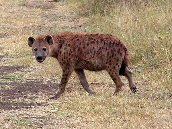 Hyena Ngorongoro