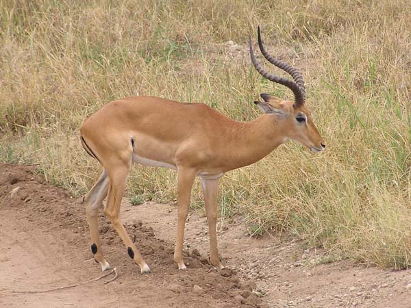 Impala 1 Tarangire