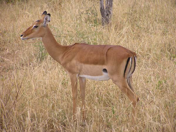 Impala 2 Tarangire