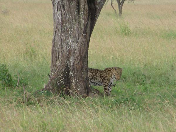 Leopard 1 Serengeti