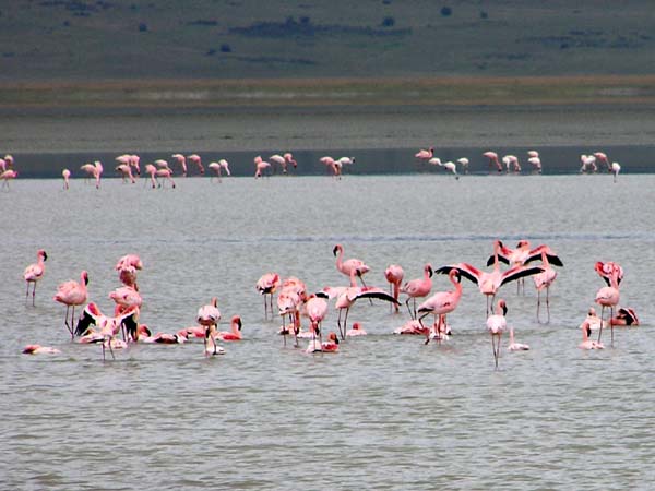 Lesser Flamingoes Ngorongoro