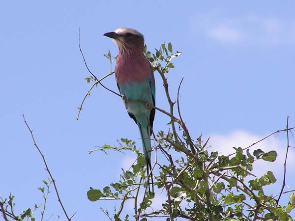 Lilac Breasted Roller Tarangire