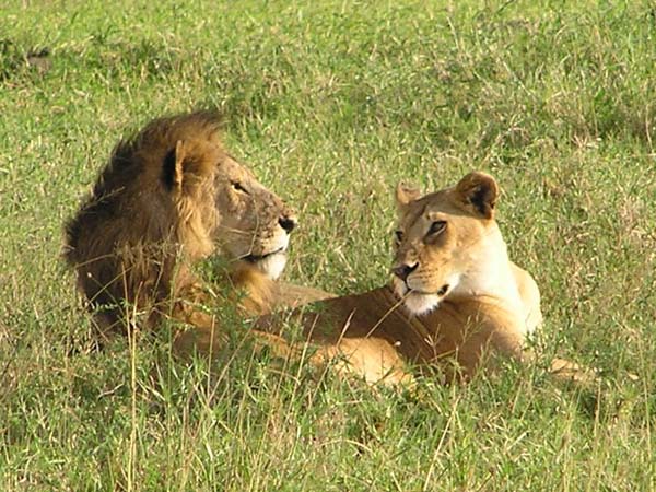 Lions 2 Serengeti