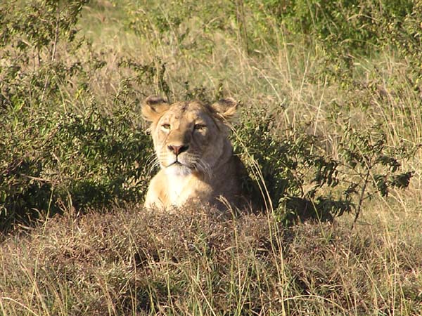 Lions 6 Serengeti