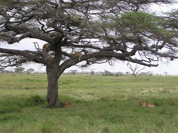 Lions In Tree 1 Serengeti