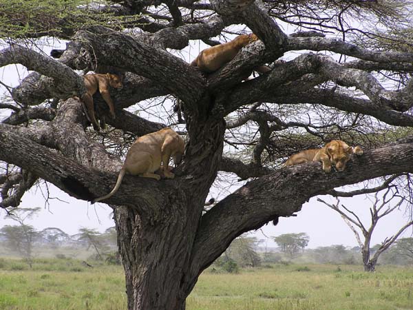 Lions In Tree 2 Serengeti