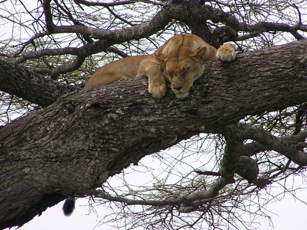 Lions In Tree 3 Serengeti