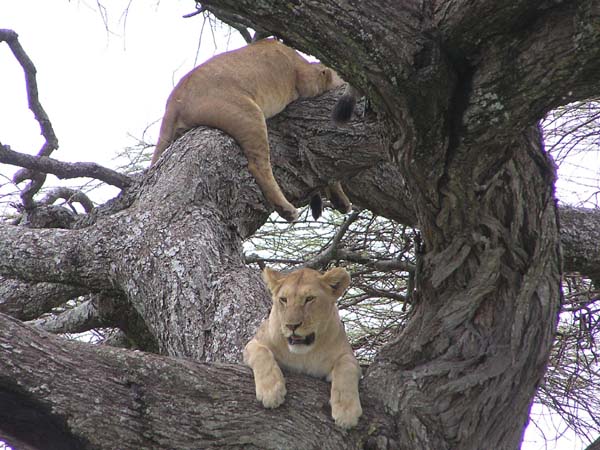 Lions In Tree 4 Serengeti
